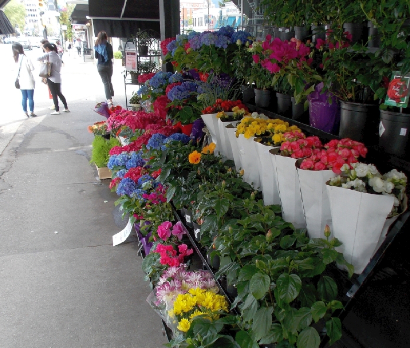 DSCN3879_flowers